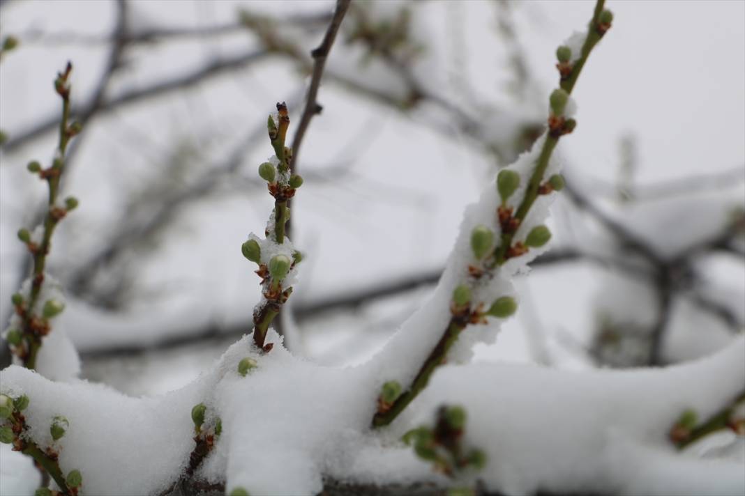 Konya’da çiçek açan ağaçları beyaz örtü kapladı 7